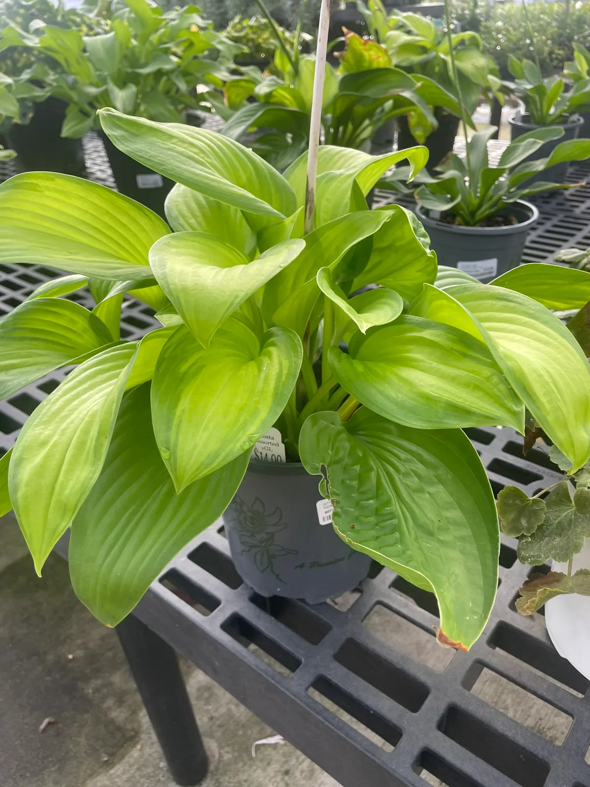 Hosta