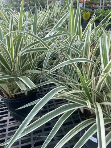 Variegated Flax Lily (Dianella)