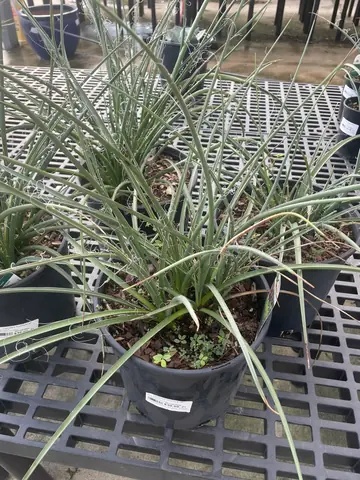 Red Yucca (Hesperaloe parviflora)