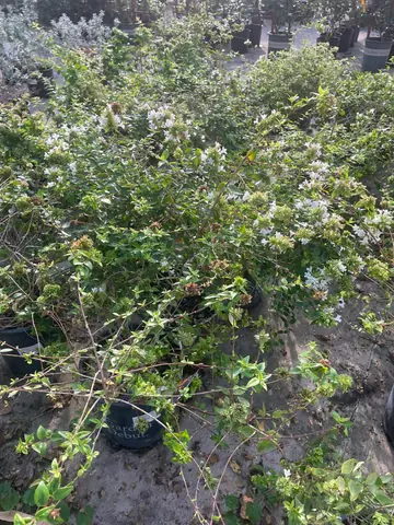 Kaleidoscope Abelia (Abelia 'Kaleidoscope')