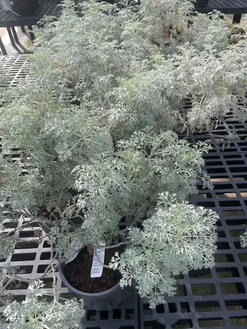 Artemisia 'Powis Castle'