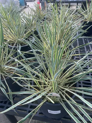 Bright Edge Yucca (Yucca 'Bright Edge')