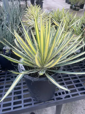 Yucca 'Color Guard' (Yucca filamentosa 'Color Guard')