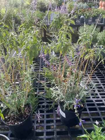 Salvia 'Santa Barbara'