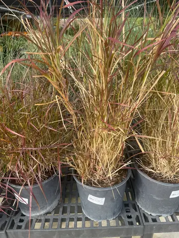 Purple Fountain Grass