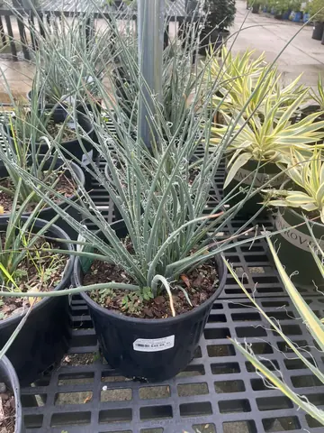 Yellow Sun Yucca (Yucca 'Yellow Sun')