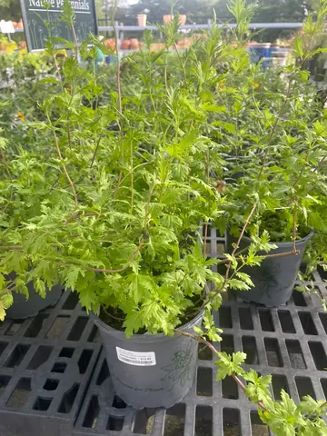 Gregg's Mistflower (Conoclinium greggii)