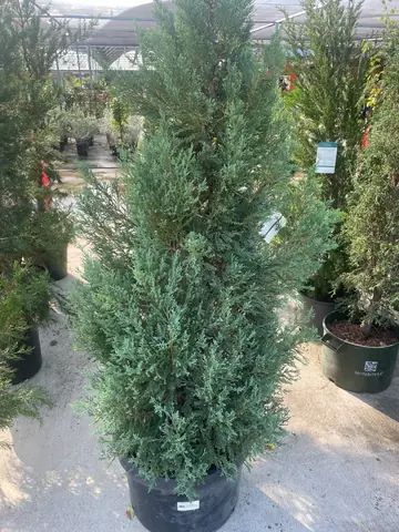 Blue Point Juniper (Juniperus chinensis 'Blue Point')