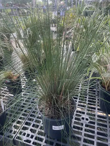 Ruby Muhly (Muhlenbergia capillaris)