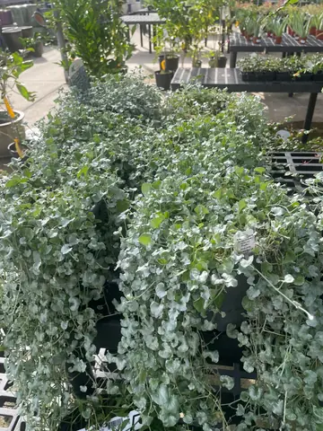 Dichondra argentea 'Silver Falls'