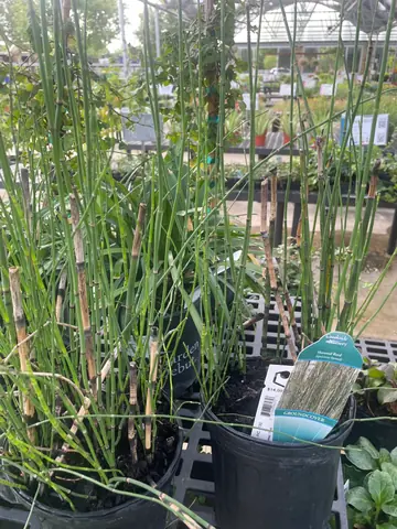 Horsetail Reed (Equisetum hyemale)
