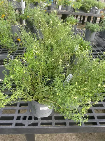 Skullcap (yellow)