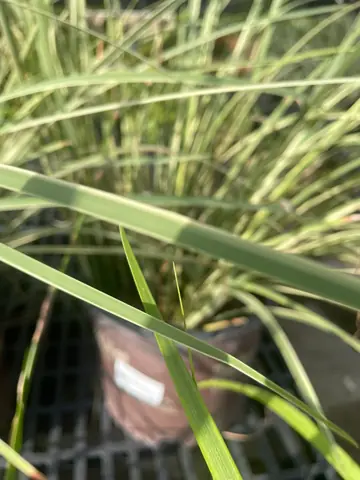 Bicolor Iris (Dietes bicolor)