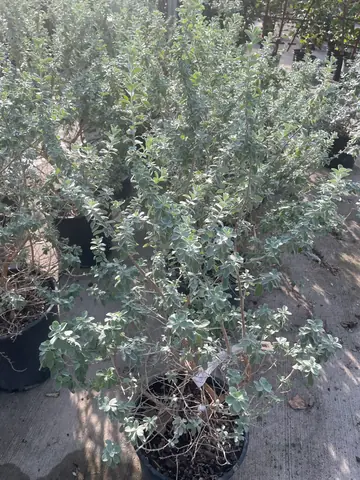 Silver Dream Sage