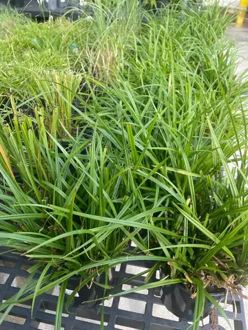 Carex grayi