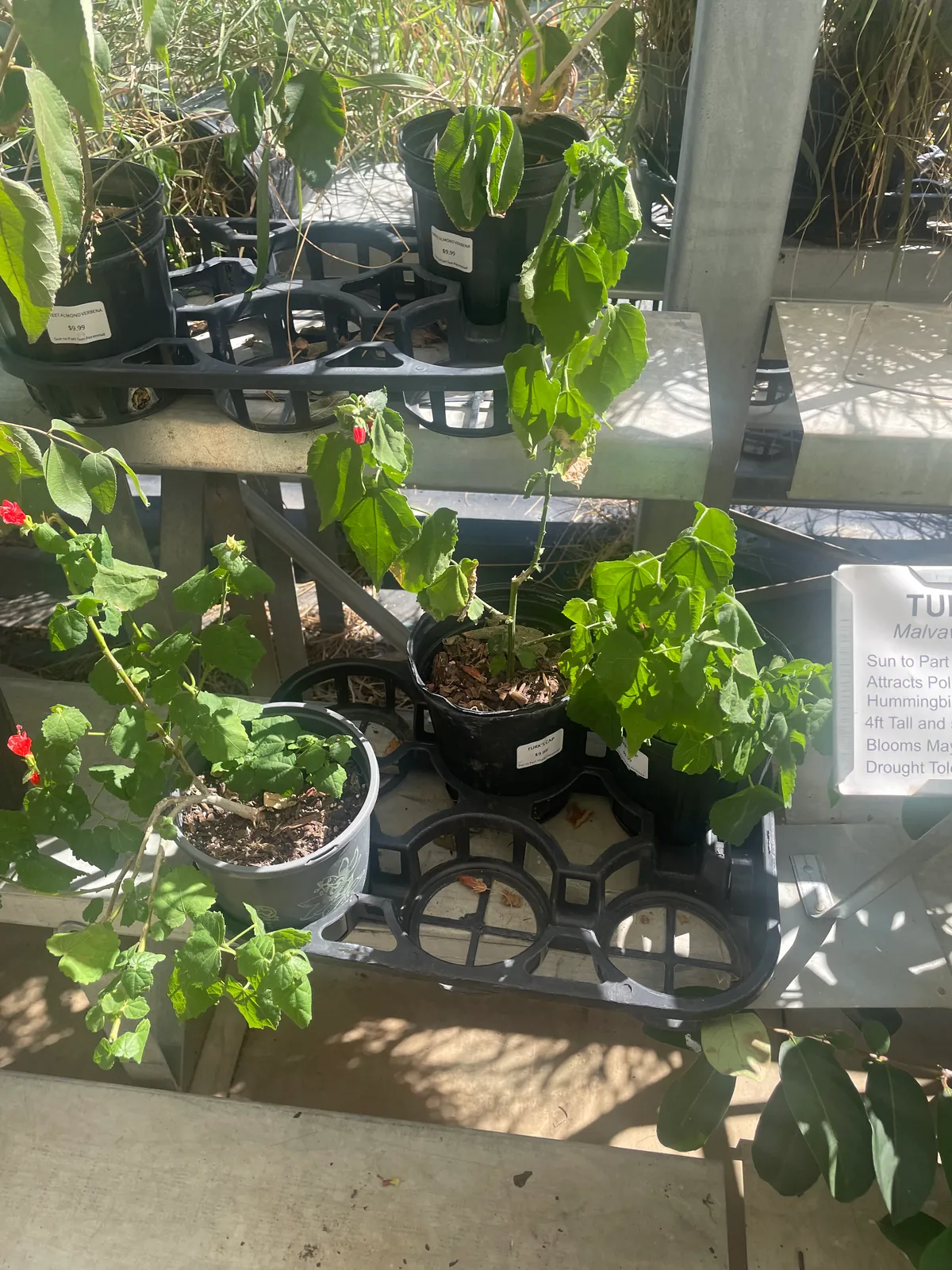 Turk's Cap (Malvaviscus arboreus var. drummondii) — native Texas plant