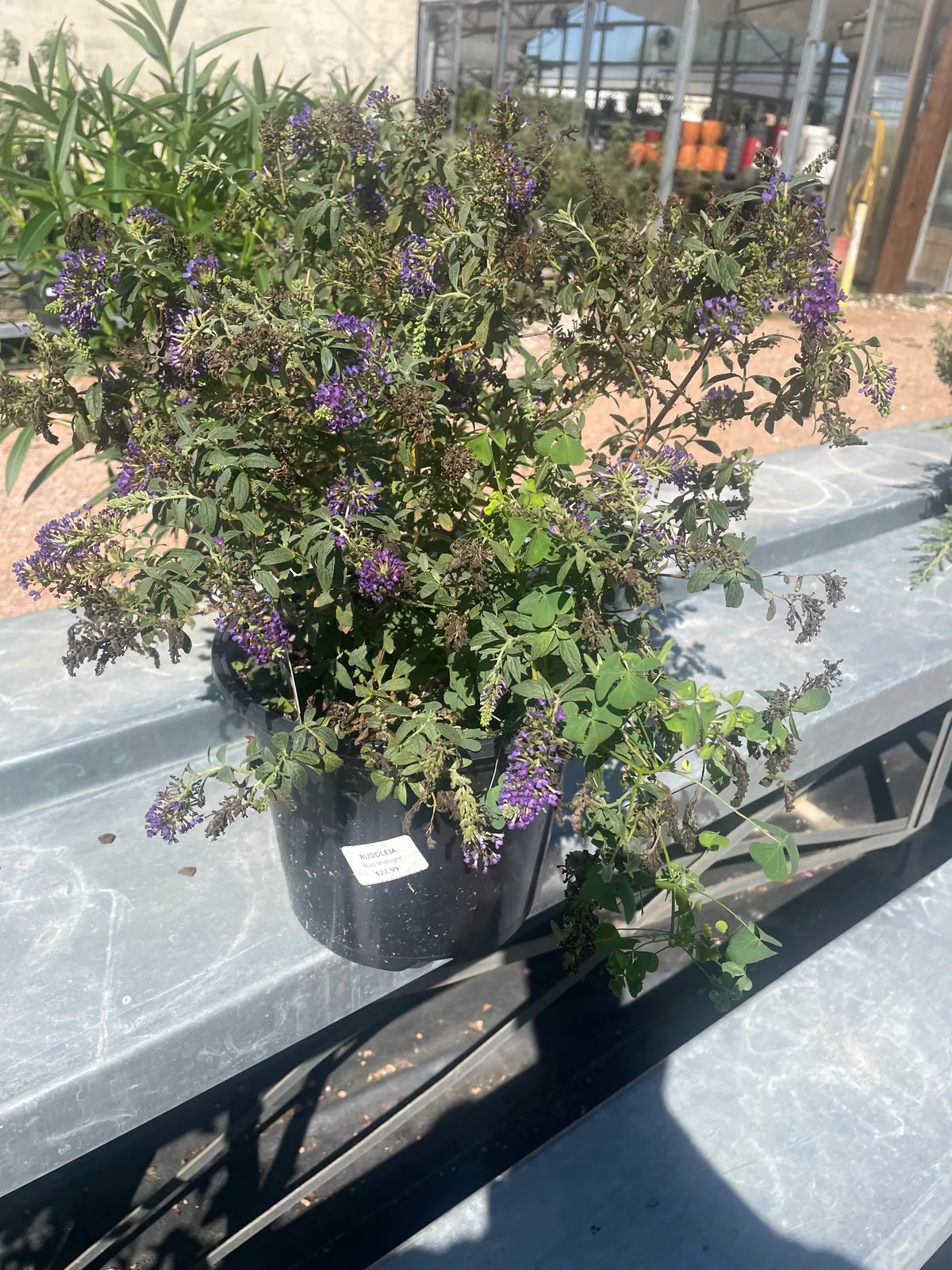 Buddleia 'Buzz Midnight'