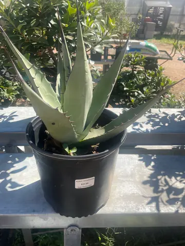 Frosty Blue Agave