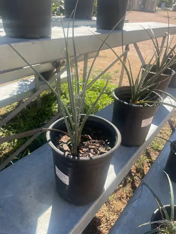 Red Yucca (Hesperaloe parviflora)