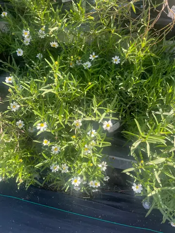 Blackfoot Daisy