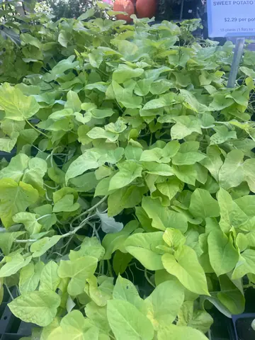 Ornamental Sweet Potato Vine