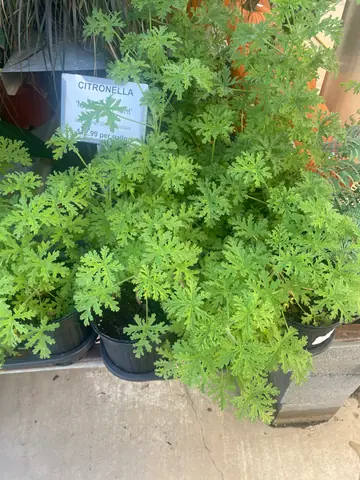 Citronella