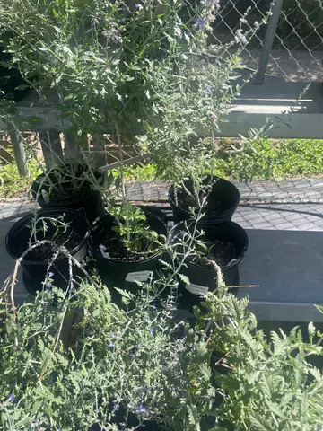 Russian Sage (Perovskia atriplicifolia)