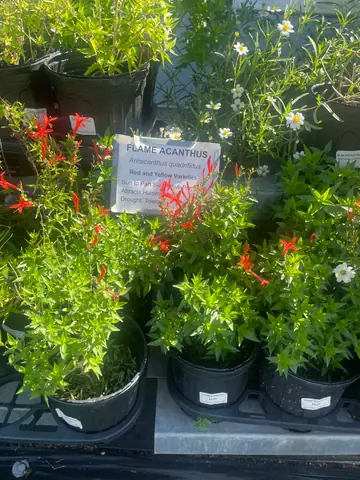 Flame Acanthus