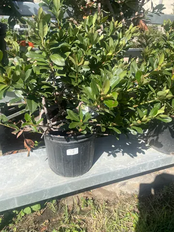 Indian Hawthorn 'Snow Pink'
