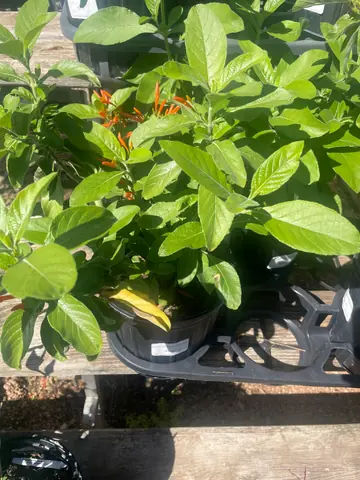 Mexican Honeysuckle