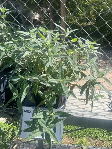 Mexican Bush Sage