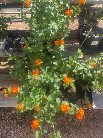 Red Lantana