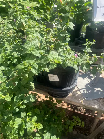 Lantana 'Purple Trailing'