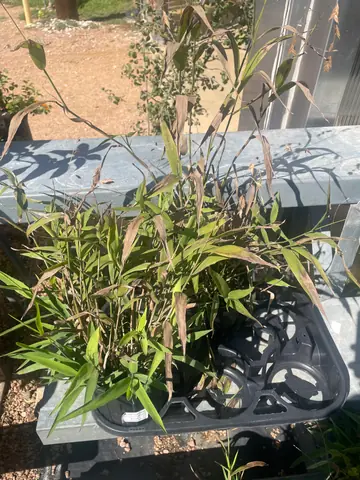 Inland Sea Oats