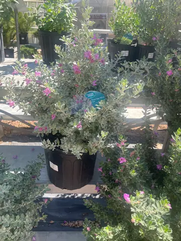 Texas Sage (Leucophyllum frutescens)