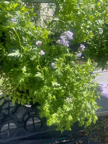 Gregg's Mistflower (Conoclinium greggii)
