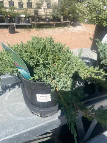 Green Mound Juniper