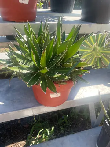 Agave 'Splendida'