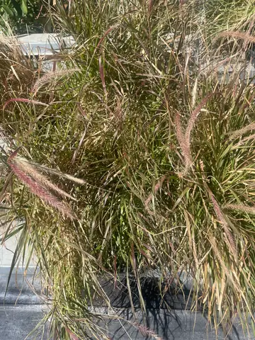Fireworks Grass