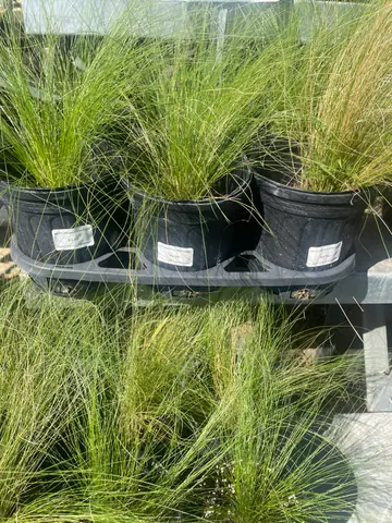 Mexican Feathergrass