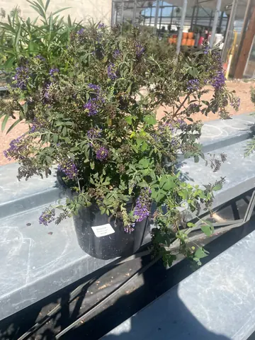 Buddleia 'Buzz Midnight'