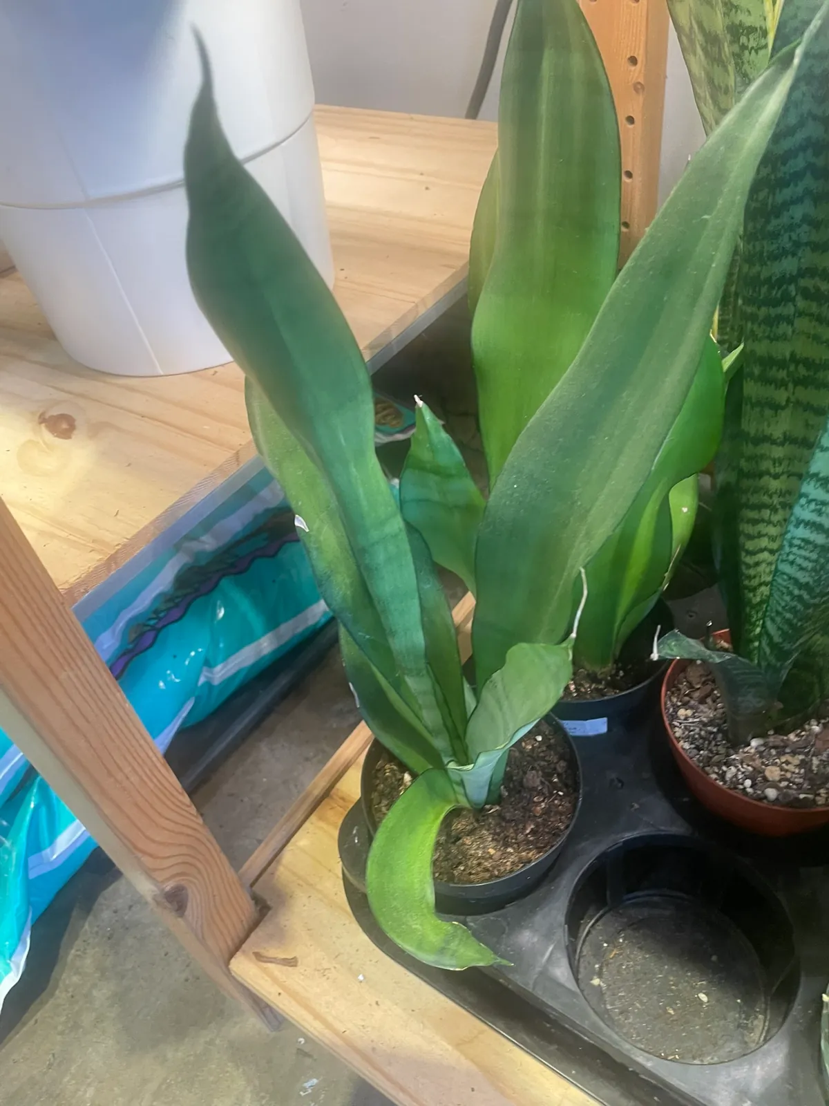 Sansevieria 'Moonshine'
