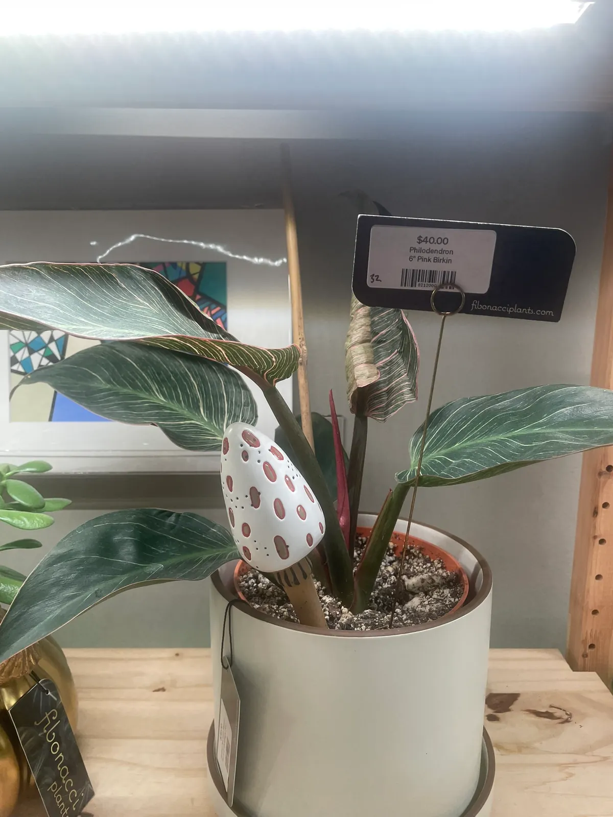 Philodendron 'Pink Birkin'