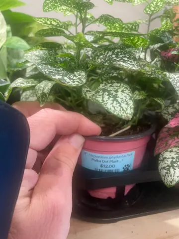 Polka Dot Plant
