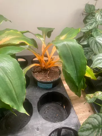 Mandarin Spider Plant