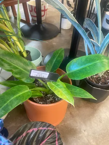 Philodendron 'Painted Lady'