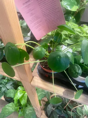 Pilea
