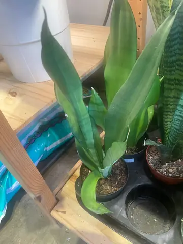 Sansevieria 'Moonshine'