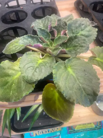 African Violet