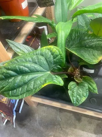 Bird's Nest Anthurium